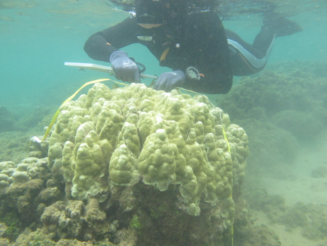 Keisha Bahr surveying some coral like a badass.